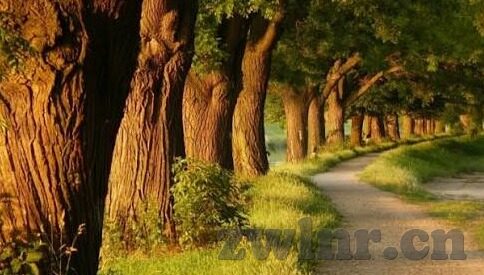 大象免费视频手游-探索大象免费视频手游的魅力与影响
