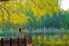 大象视频网页版入口-探索大象视频网页版入口，一站式娱乐新体验